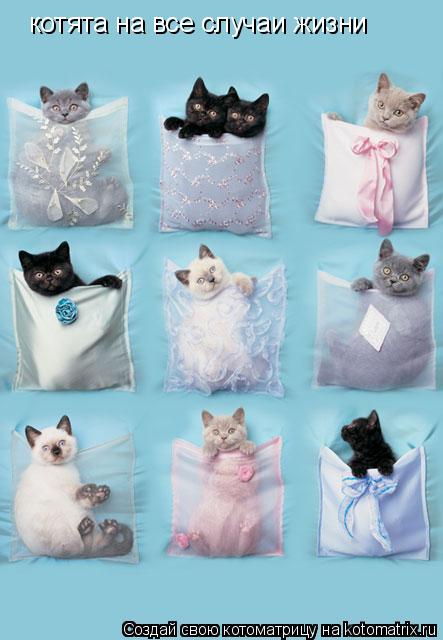 котята на все случаи жизни... Котоматрица: котята на все случаи жизни