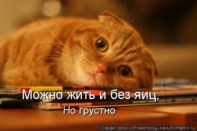 Котоматрица: Можно жить и без яиц, Но грустно