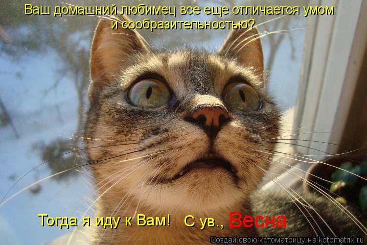 Котоматрица: Ваш домашний любимец все еще отличается умом  и сообразительностью? Тогда я иду к Вам! С ув., Весна