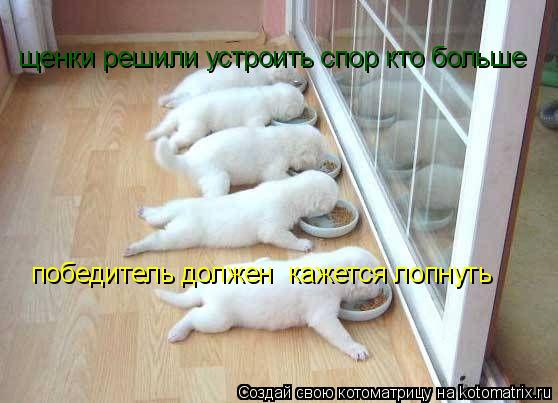 Котоматрица: щенки решили устроить спор кто больше победитель должен  кажется лопнуть