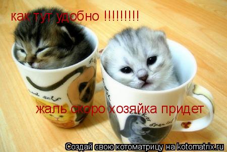 Котоматрица: как тут удобно !!!!!!!!! жаль скоро хозяйка придет