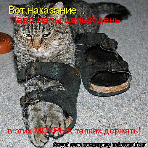 Вот наказание... Надо лапы целый день в этих МОКРЫХ тапках держать!... Котоматрица: Вот наказание... Надо лапы целый день в этих МОКРЫХ тапках держать!
