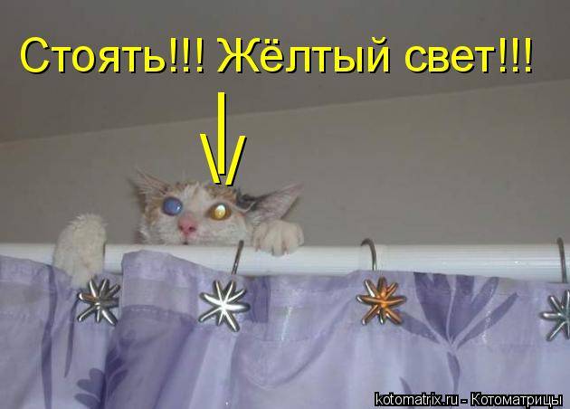 Стоять!!! Жёлтый свет!!! | \ /... Котоматрица: Стоять!!! Жёлтый свет!!! | \ /