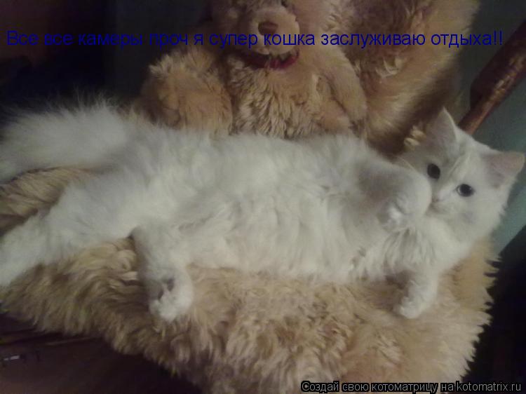 Все все камеры проч я супер кошка заслуживаю отдыха!!... Котоматрица: Все все камеры проч я супер кошка заслуживаю отдыха!!