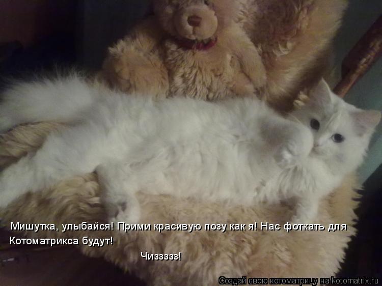 Мишутка, улыбайся! Прими красивую позу как я! Нас фоткать для Котоматрикса будут! Чиззззз!... Котоматрица: Мишутка, улыбайся! Прими красивую позу как я! Нас фоткать для Котоматрикса будут! Чиззззз!