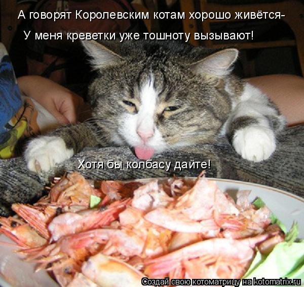 А говорят Королевским котам хорошо живётся- У меня креветки уже тошноту вызывают! Хотя бы колбасу дай... Котоматрица: А говорят Королевским котам хорошо живётся- У меня креветки уже тошноту вызывают! Хотя бы колбасу дайте!