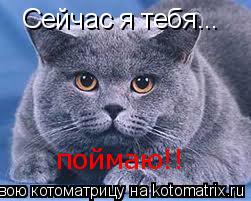 Сейчас я тебя... поймаю!! поймаю!!... Котоматрица: Сейчас я тебя... поймаю!! поймаю!!