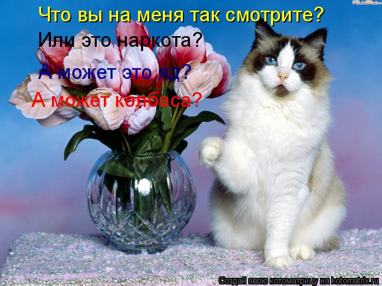 Что вы на меня так смотрите? Или это наркота? А может это яд? А может колбаса?... Котоматрица: Что вы на меня так смотрите? Или это наркота? А может это яд? А может колбаса?