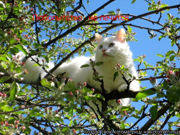 Любопытство не лечится.... Котоматрица: Любопытство не лечится.