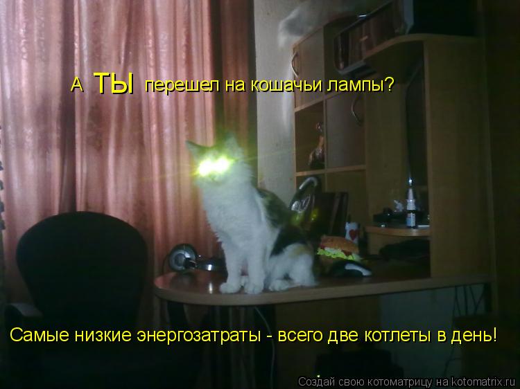 А ТЫ перешел на кошачьи лампы? Самые низкие энергозатраты - всего две котлеты в день!... Котоматрица: А ТЫ перешел на кошачьи лампы? Самые низкие энергозатраты - всего две котлеты в день!