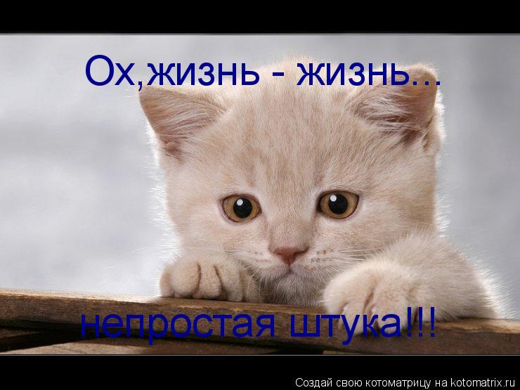 Ох,жизнь - жизнь... непростая штука!!!... Котоматрица: Ох,жизнь - жизнь... непростая штука!!!