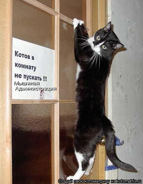 Мышиная Администрация... Котоматрица: Мышиная Администрация