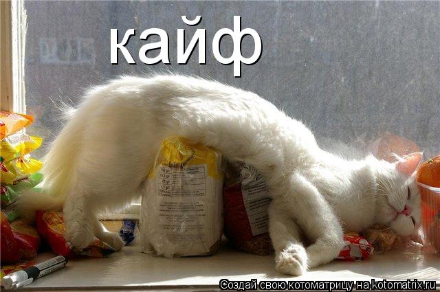 кайф... Котоматрица: кайф