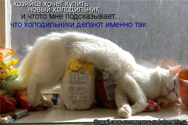 хозяйка хочет купить новый холодильник что холодильники делают именно так и чтото мне подсказывает..... Котоматрица: хозяйка хочет купить новый холодильник что холодильники делают именно так и чтото мне подсказывает...
