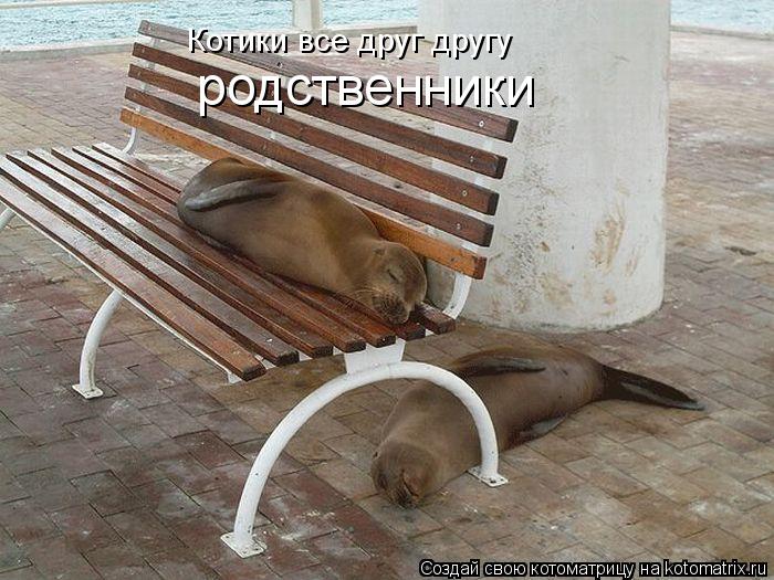 Котоматрица: Котики все друг другу   родственники