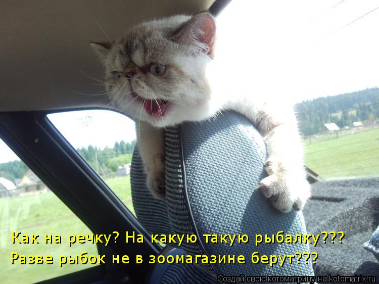 Котоматрица: Как на речку? На какую такую рыбалку??? Разве рыбок не в зоомагазине берут???