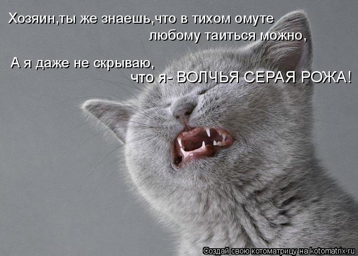 Хозяин,ты же знаешь,что в тихом омуте любому таиться можно, А я даже не скрываю, что я- ВОЛЧЬЯ СЕРАЯ ... Котоматрица: Хозяин,ты же знаешь,что в тихом омуте любому таиться можно, А я даже не скрываю, что я- ВОЛЧЬЯ СЕРАЯ РОЖА!