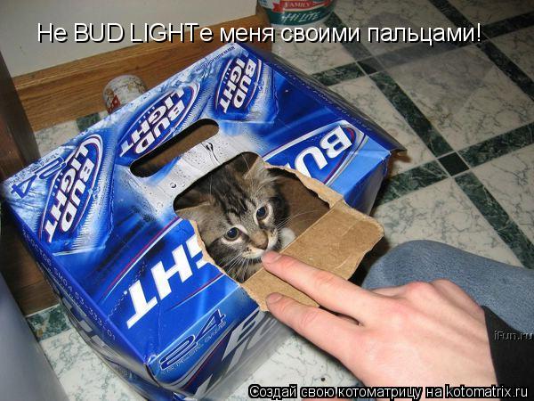 Котоматрица: Не BUD LIGHTе меня своими пальцами!