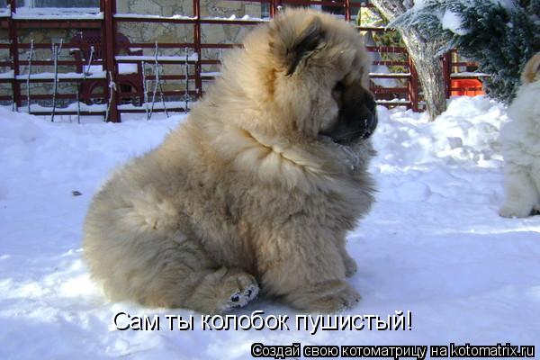Сам ты колобок пушистый!... Котоматрица: Сам ты колобок пушистый!