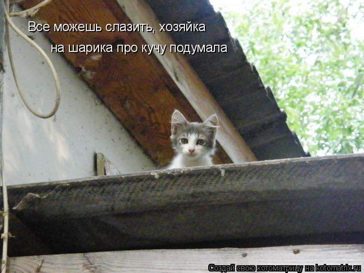 Все можешь слазить, хозяйка на шарика про кучу подумала... Котоматрица: Все можешь слазить, хозяйка на шарика про кучу подумала