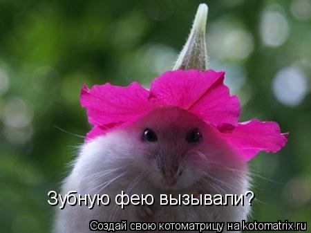 Зубную фею вызывали?... Котоматрица: Зубную фею вызывали?