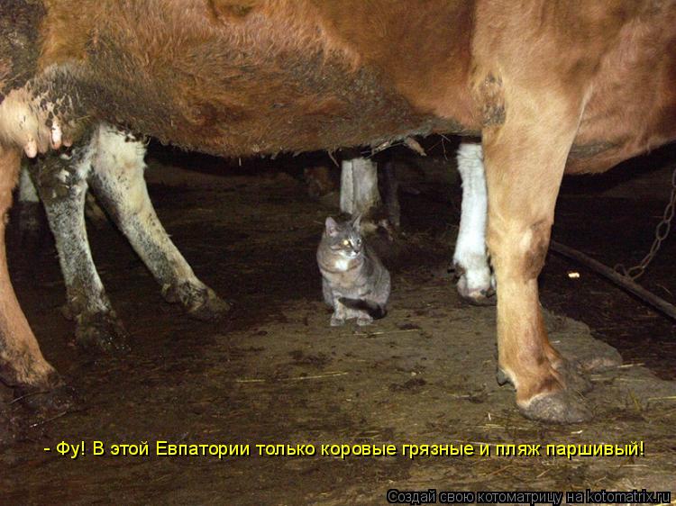 - Фу! В этой Евпатории только коровые грязные и пляж паршивый!... Котоматрица: - Фу! В этой Евпатории только коровые грязные и пляж паршивый!