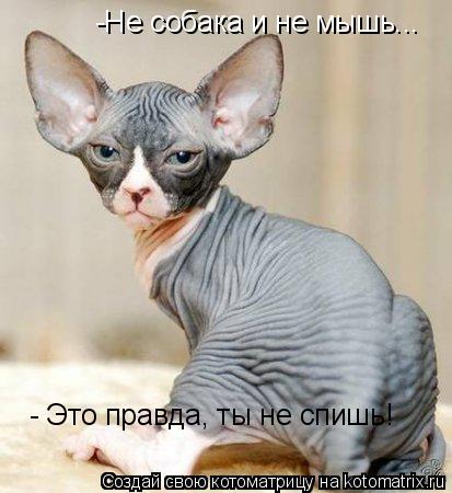 -Не собака и не мышь... - Это правда, ты не спишь!... Котоматрица: -Не собака и не мышь... - Это правда, ты не спишь!