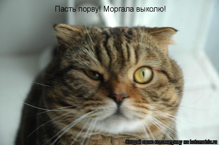 Пасть порву! Моргала выколю!... Котоматрица: Пасть порву! Моргала выколю!