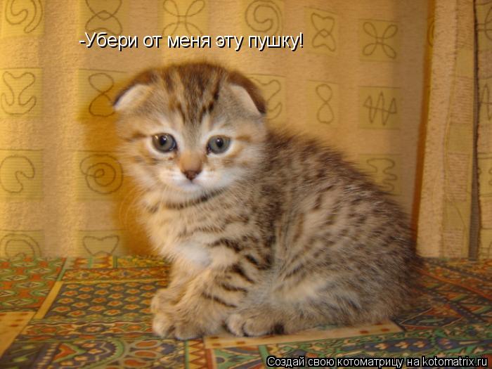 -Убери от меня эту пушку!... Котоматрица: -Убери от меня эту пушку!