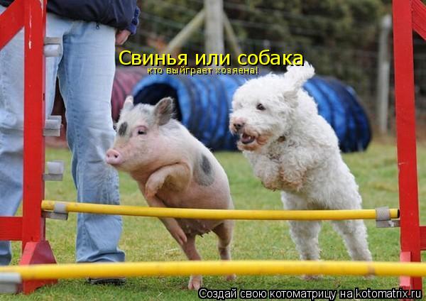 Свинья или собака кто выйграет хозяена!... Котоматрица: Свинья или собака кто выйграет хозяена!