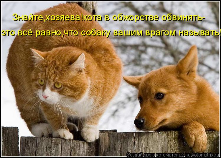 Знайте,хозяева!кота в обжорстве обвинять- это всё равно,что собаку вашим врагом называть!... Котоматрица: Знайте,хозяева!кота в обжорстве обвинять- это всё равно,что собаку вашим врагом называть!