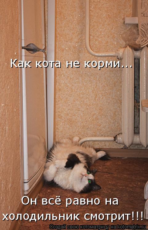 Как кота не корми... холодильник смотрит!!! Он всё равно на... Котоматрица: Как кота не корми... холодильник смотрит!!! Он всё равно на