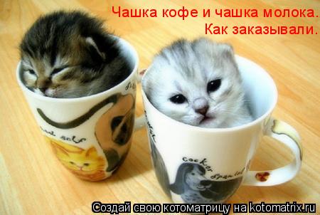 Чашка кофе и чашка молока. Как заказывали.... Котоматрица: Чашка кофе и чашка молока. Как заказывали.