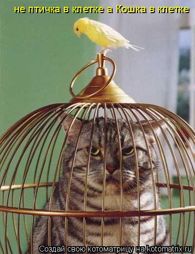 не птичка в клетке а Кошка в клетке... Котоматрица: не птичка в клетке а Кошка в клетке
