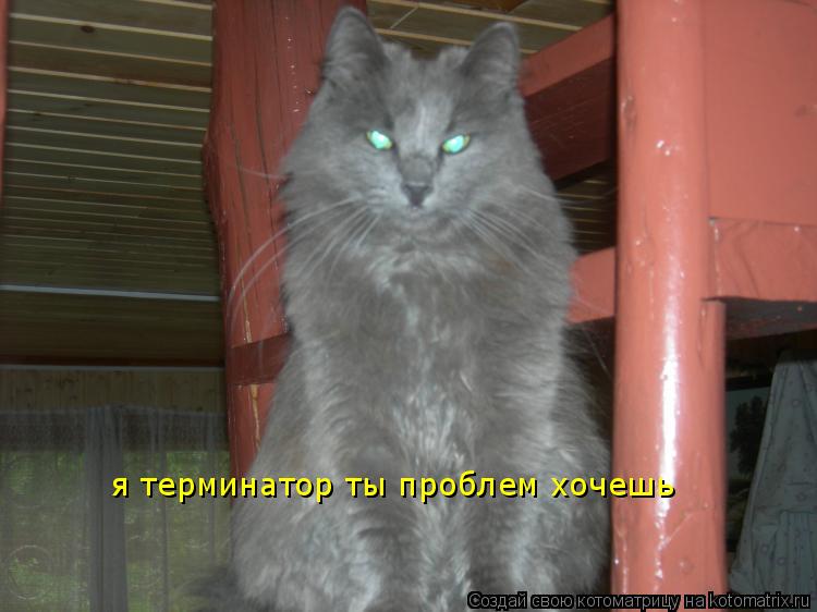 я терминатор ты проблем хочешь... Котоматрица: я терминатор ты проблем хочешь