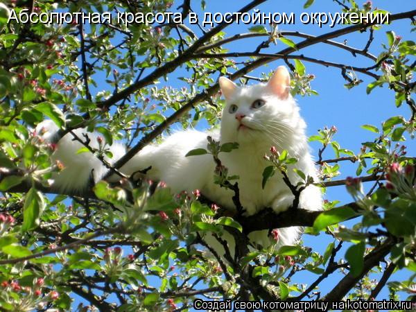 Абсолютная красота в достойном окружении... Котоматрица: Абсолютная красота в достойном окружении