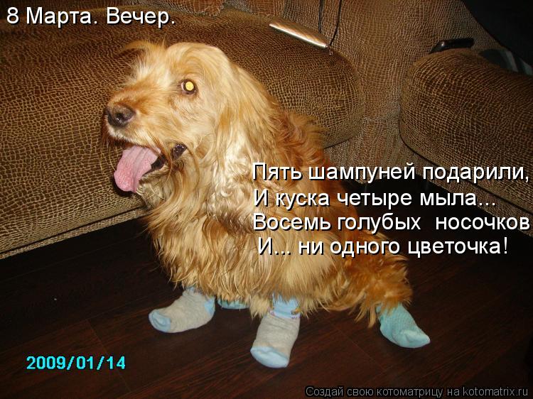 8 Марта. Вечер. Пять шампуней подарили, И куска четыре мыла... Восемь голубых носочков, И... ни одно... Котоматрица: 8 Марта. Вечер. Пять шампуней подарили, И куска четыре мыла... Восемь голубых носочков, И... ни одного цветочка!