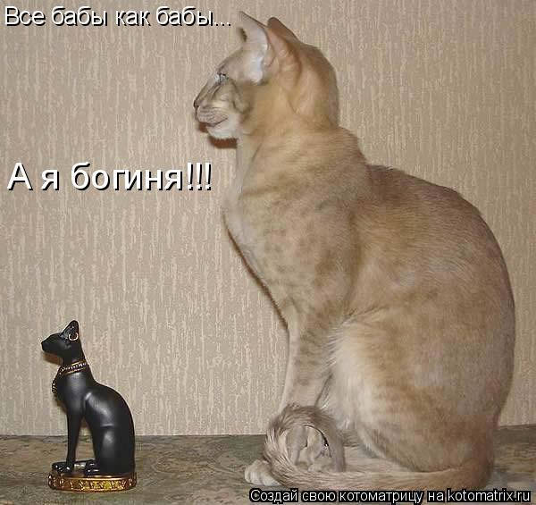 Все бабы как бабы... А я богиня!!!... Котоматрица: Все бабы как бабы... А я богиня!!!