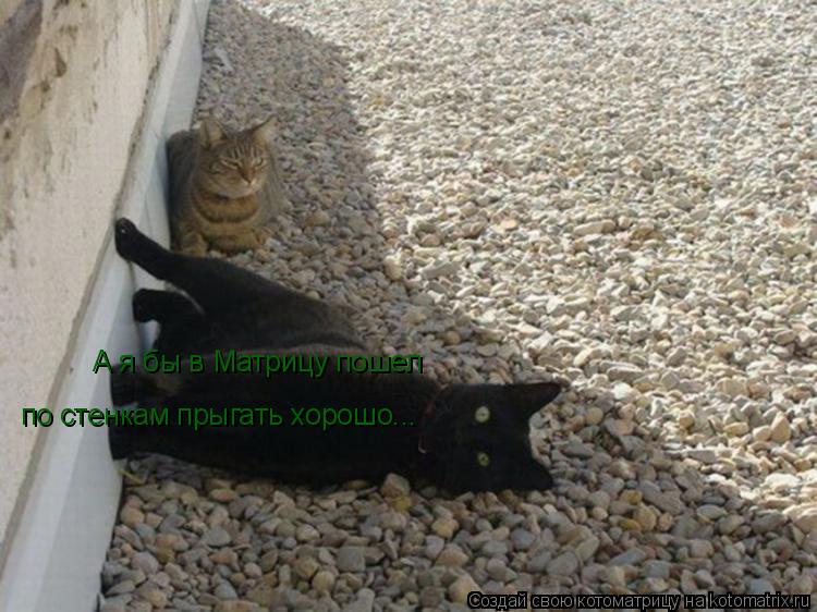 А я бы в Матрицу пошел по стенкам прыгать хорошо...... Котоматрица: А я бы в Матрицу пошел по стенкам прыгать хорошо...
