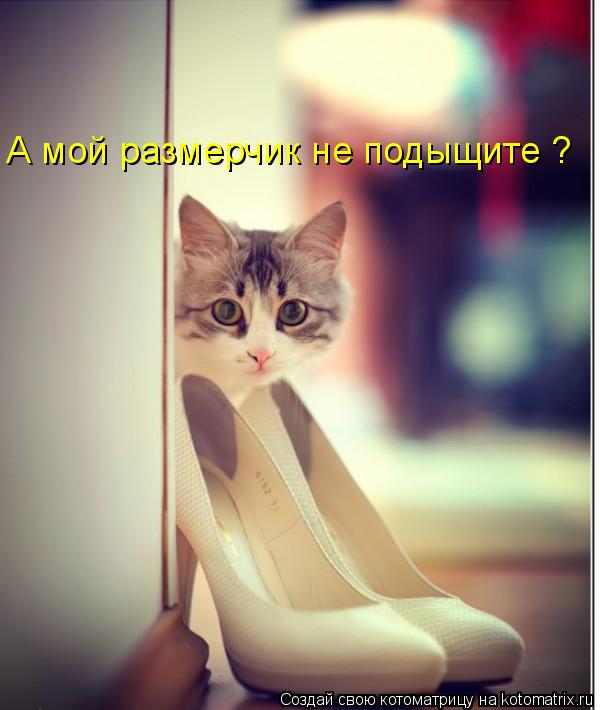 А мой размерчик не подыщите ?... Котоматрица: А мой размерчик не подыщите ?