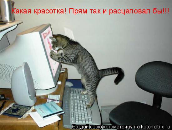 Какая красотка! Прям так и расцеловал бы!!!... Котоматрица: Какая красотка! Прям так и расцеловал бы!!!