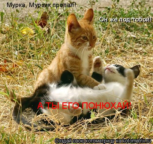 Мурка, Мурзик пропал! Он же под тобой! А ТЫ ЕГО ПОНЮХАЙ!... Котоматрица: Мурка, Мурзик пропал! Он же под тобой! А ТЫ ЕГО ПОНЮХАЙ!