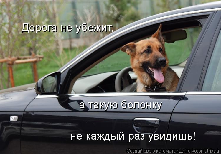 Дорога не убежит, а такую болонку не каждый раз увидишь!... Котоматрица: Дорога не убежит, а такую болонку не каждый раз увидишь!