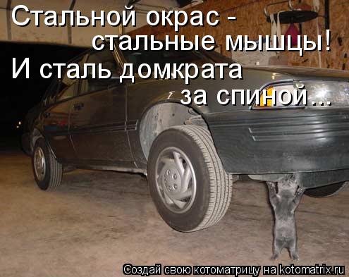 Стальной окрас - стальные мышцы! И сталь домкрата за спиной...... Котоматрица: Стальной окрас - стальные мышцы! И сталь домкрата за спиной...