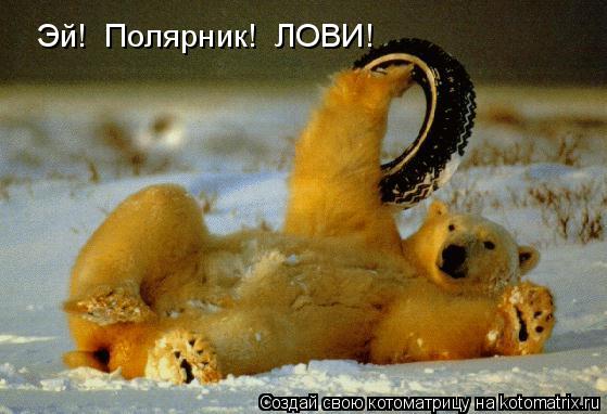 Эй! Полярник! ЛОВИ!... Котоматрица: Эй! Полярник! ЛОВИ!