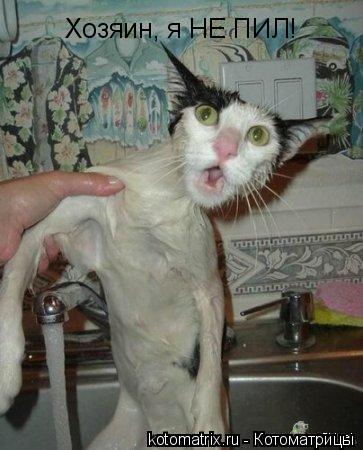 Хозяин, я НЕ ПИЛ!... Котоматрица: Хозяин, я НЕ ПИЛ!