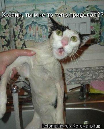 Хозяин, ты мне то тело приделал????... Котоматрица: Хозяин, ты мне то тело приделал????