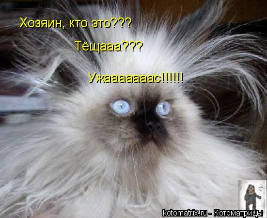 Хозяин, кто это??? Тёщааа??? Ужааааааас!!!!!!... Котоматрица: Хозяин, кто это??? Тёщааа??? Ужааааааас!!!!!!