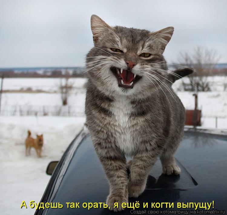 А будешь так орать, я ещё и когти выпущу!... Котоматрица: А будешь так орать, я ещё и когти выпущу!