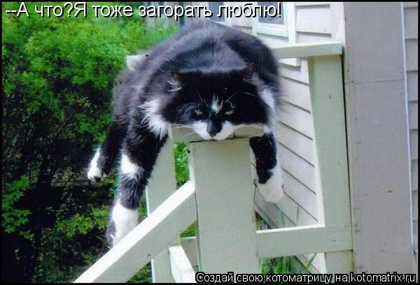 --А что?Я тоже загорать люблю!... Котоматрица: --А что?Я тоже загорать люблю!